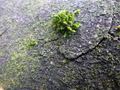 Orthotrichum stramineum