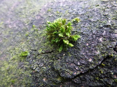 Orthotrichum stramineum