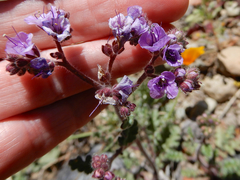 Phacelia bombycina