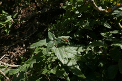 Chrysotoxum triarcuatum