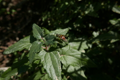 Chrysotoxum triarcuatum