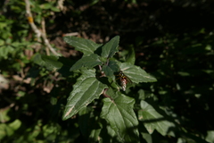 Chrysotoxum triarcuatum