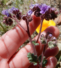 Phacelia bombycina