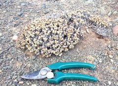 Rhinephyllum graniforme