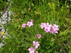 Linum viscosum