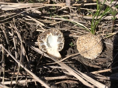 Morchella steppicola