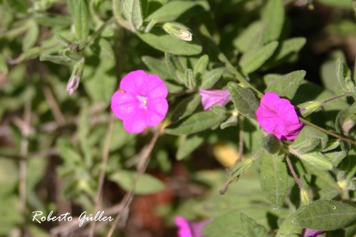 Calibrachoa caesia