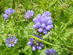 Campanula foliosa
