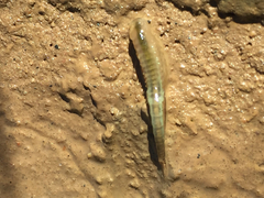 Branchinecta mackini