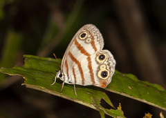 Euptychia
