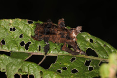 Phobetron hipparchia