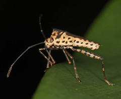 Zicca commaculata