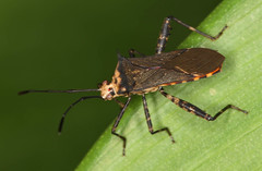 Zicca commaculata