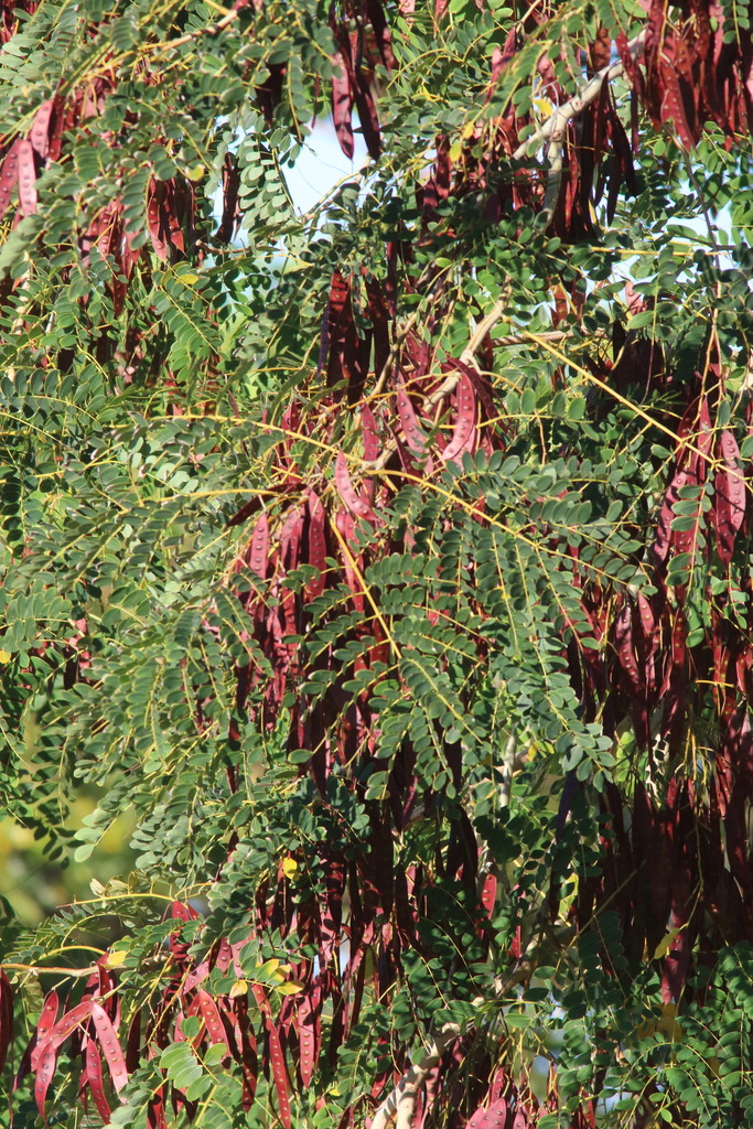 Muồng xanh – Albizia procera