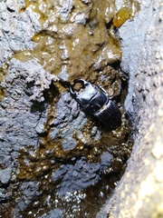 Aegus laevicollis formosae