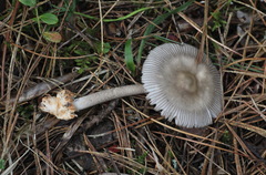 Amanita umbrinolutea