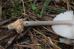 Amanita umbrinolutea