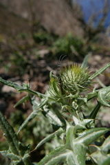 Agapanthia suturalis