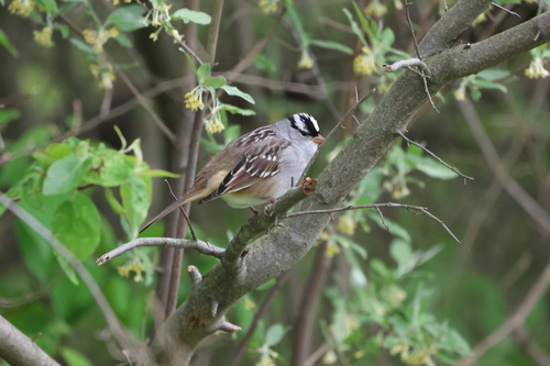 White-crowned Sparrow photographed in Ohio