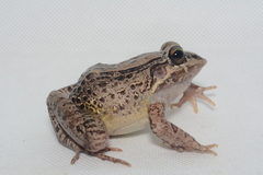 Leptodactylus labrosus