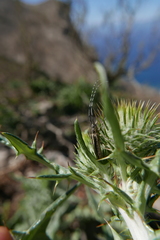 Agapanthia suturalis