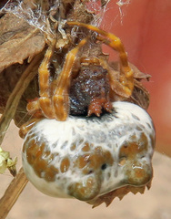 Mastophora cornigera