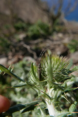 Agapanthia suturalis