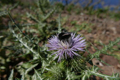 Bombus terrestris canariensis