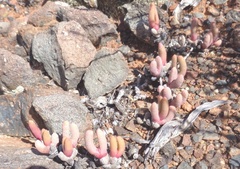 Cephalophyllum curtophyllum