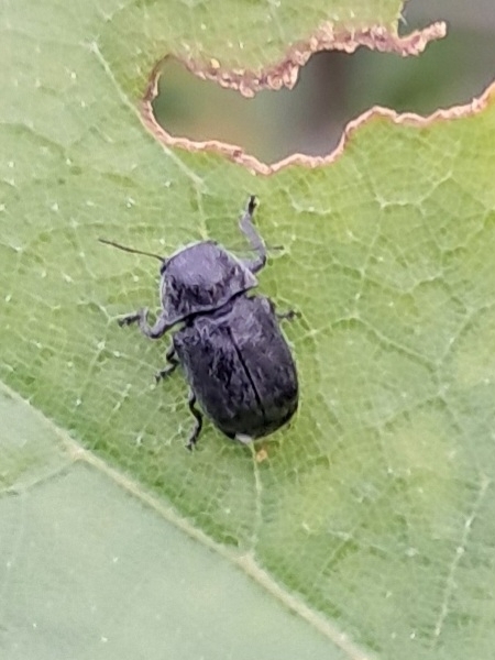 Pachybrachis morosus