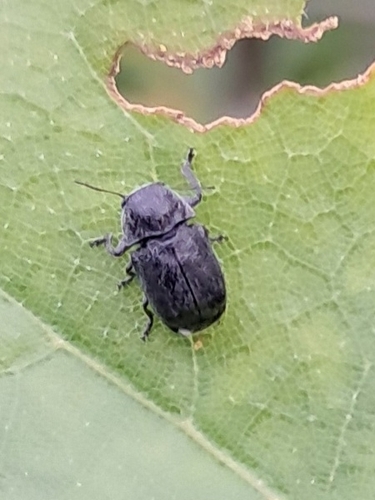 Pachybrachis morosus