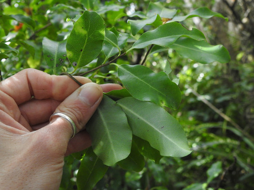 Pittosporum tenuifolium