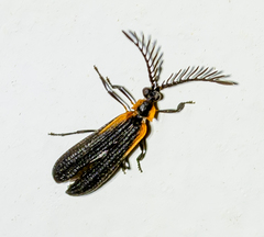 Leptoceletes basalis
