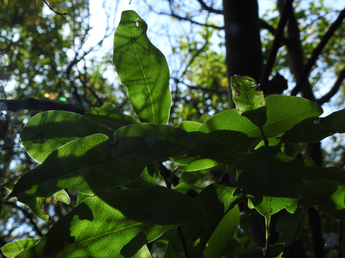 Pittosporum tenuifolium
