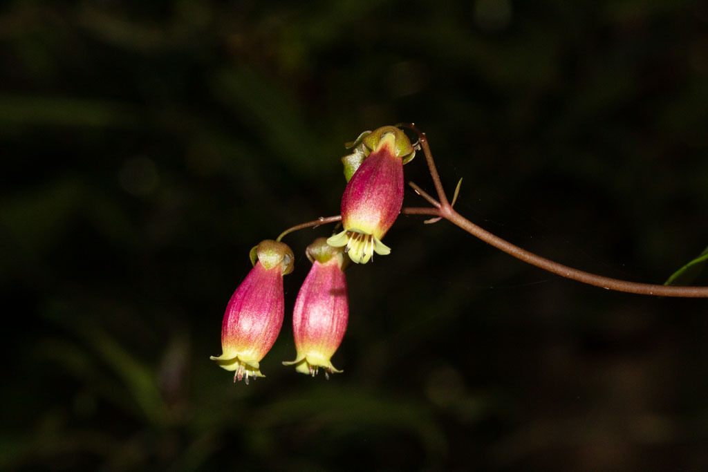 Kitchingia porphyrocalyx Baker