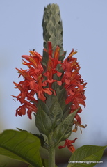 Pachystachys spicata