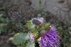 Tropinota squalida canariensis