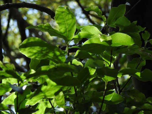Pittosporum tenuifolium