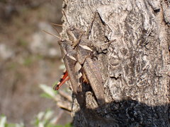 Xenocatantops brachycerus