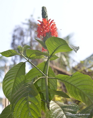Pachystachys spicata