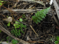 Hypolepis rufobarbata