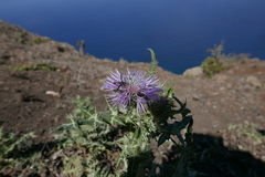 Physocephala biguttata