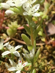 Sedum pusillum