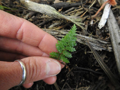 Hypolepis rufobarbata