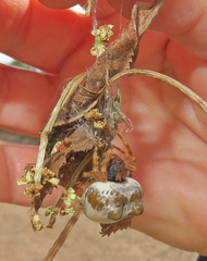 Mastophora cornigera