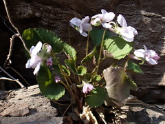 Viola pekinensis
