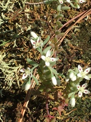 Sedum pusillum