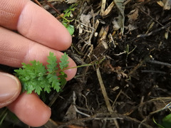 Hypolepis rufobarbata