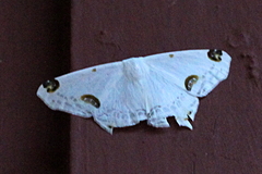 Sericoptera mahometaria