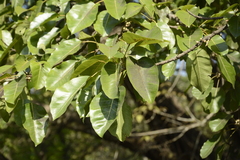 Ficus superba